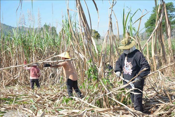 Đảm bảo duy trì môi trường cạnh tranh lành mạnh  của ngành mía đường